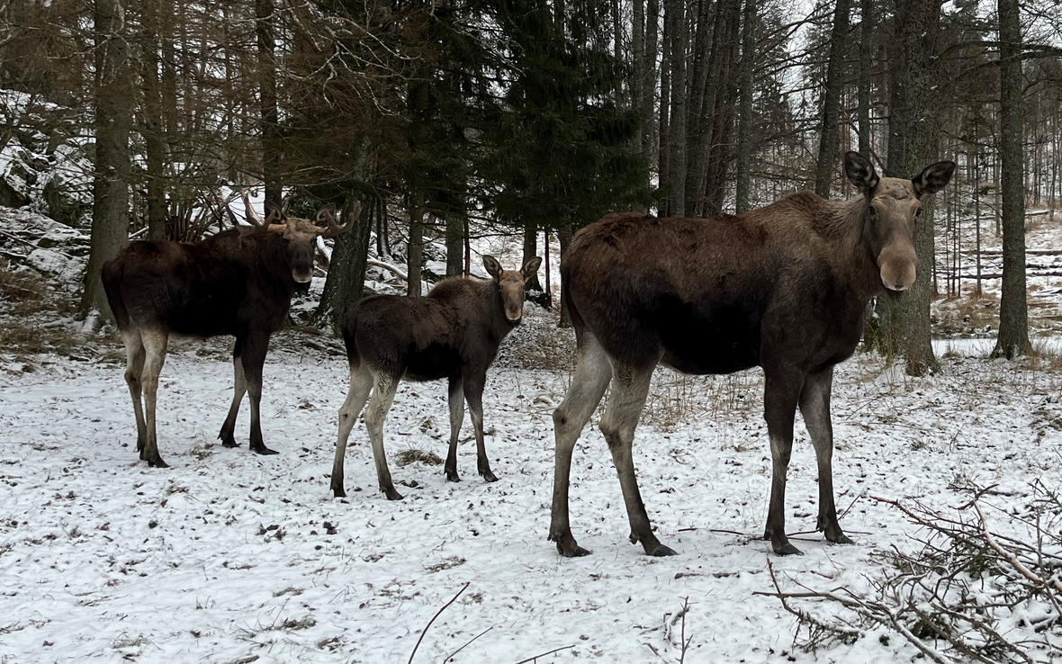 Eine Elchfamilie, bestehend aus einem Elchbullen, einer Elchkuh und einem Elchkalb, im Südosten von Schweden