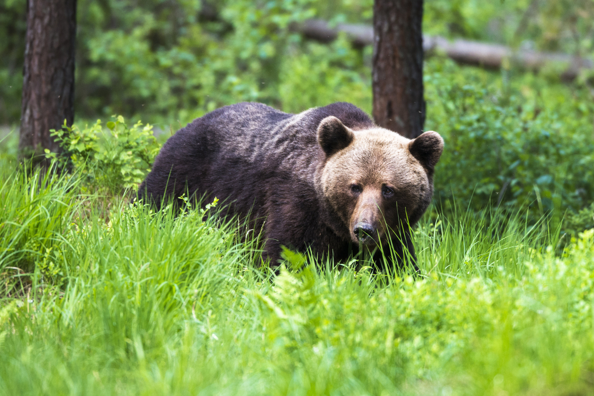 Ein Braunbär in den Wäldern von Estland